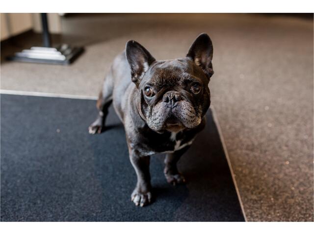 Volkswagen T-Cross 1.0 TSI Style. Adap Cruise, Camera, StoelVerw, Clima, 17"LMV, Haak 1100kg