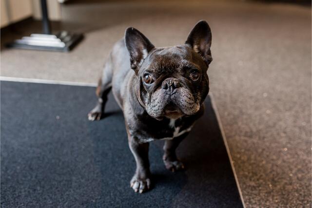 Audi A4 Avant 1.8 170pk TFSI S-Line Edition. B&O, Half Leer, Navi, 18"LMV, Xenon